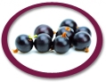 blackcurrant juice concentrate suppliers usa