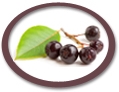 aronia juice concentrate suppliers usa